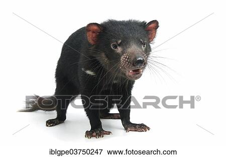 Tasmanian Devil (Sarcophilus harrisii) View Large Photo Image Stock Photo - Tasmanian Devil (Sarcophilus harrisii). Fotosearch