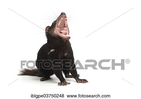Tasmanian Devil (Sarcophilus harrisii) View Large Photo Image Stock Photo - Tasmanian Devil (Sarcophilus harrisii). Fotosearch