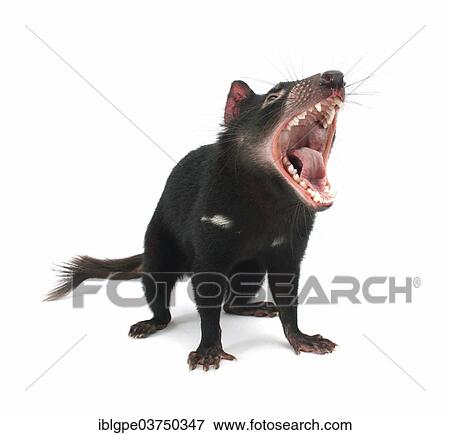 Tasmanian Devil (Sarcophilus harrisii) View Large Photo Image Stock Photo - Tasmanian Devil (Sarcophilus harrisii). Fotosearch
