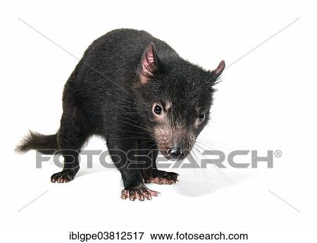 Stock Photo - Tasmanian Devil (Sarcophilus harrisii). Fotosearch