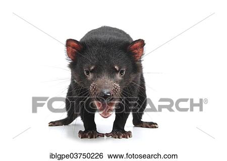 Stock Photograph - Tasmanian Devil (Sarcophilus harrisii). Fotosearch