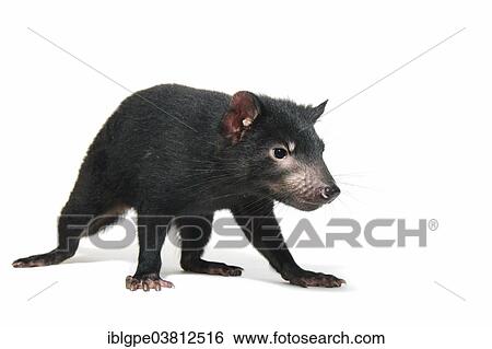 Tasmanian Devil (Sarcophilus harrisii) View Large Photo Image Stock Photograph - Tasmanian Devil (Sarcophilus harrisii). Fotosearch