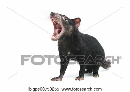 Tasmanian Devil (Sarcophilus harrisii) View Large Photo Image Stock Photography - Tasmanian Devil (Sarcophilus harrisii). Fotosearch