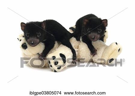"Tasmanian Devil (Sarcophilus harrisii), two joeys on a soft toy" View Large Photo Image Picture - "Tasmanian Devil (Sarcophilus harrisii), two joeys on a soft toy". Fotosearch