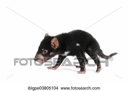 "Tasmanian Devil (Sarcophilus harrisii), joey" View Large Photo Image Picture - "Tasmanian Devil (Sarcophilus harrisii), joey". Fotosearch