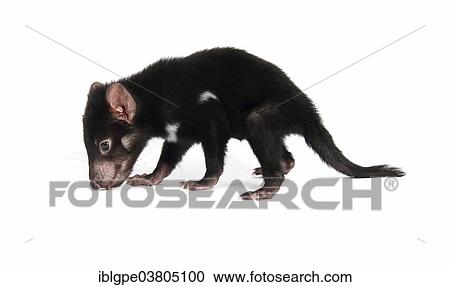 "Tasmanian Devil (Sarcophilus harrisii), joey" View Large Photo Image Stock Image - "Tasmanian Devil (Sarcophilus harrisii), joey". Fotosearch