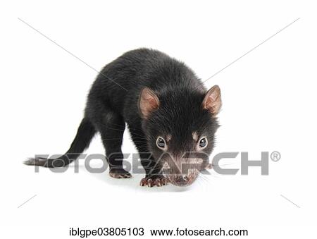 "Tasmanian Devil (Sarcophilus harrisii), joey" View Large Photo Image Stock Image - "Tasmanian Devil (Sarcophilus harrisii), joey". Fotosearch