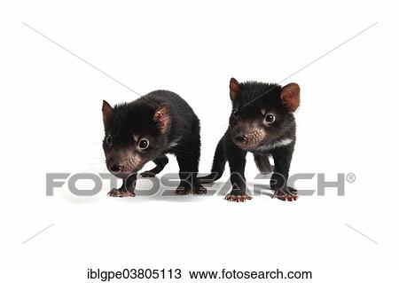 "Tasmanian Devil (Sarcophilus harrisii), two joeys" View Large Photo Image Stock Image - "Tasmanian Devil (Sarcophilus harrisii), two joeys". Fotosearch