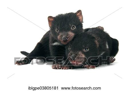 "Tasmanian Devil (Sarcophilus harrisii), two joeys playing" View Large Photo Image Stock Image - "Tasmanian Devil (Sarcophilus harrisii), two joeys playing". Fotosearch