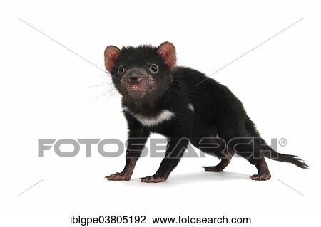 "Tasmanian Devil (Sarcophilus harrisii), joey" View Large Photo Image Stock Image - "Tasmanian Devil (Sarcophilus harrisii), joey". Fotosearch