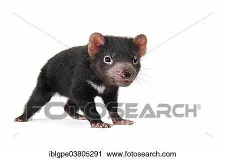 "Tasmanian Devil (Sarcophilus harrisii), joey" View Large Photo Image Stock Image - "Tasmanian Devil (Sarcophilus harrisii), joey". Fotosearch