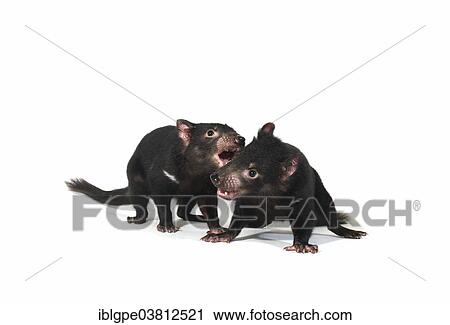 Stock Image - "Tasmanian Devil (Sarcophilus harrisii), two juveniles". Fotosearch