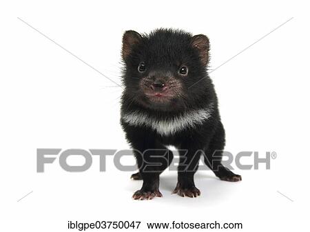 Stock Photo - "Tasmanian Devil (Sarcophilus harrisii), joey". Fotosearch