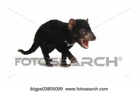 Stock Photo - "Tasmanian Devil (Sarcophilus harrisii), joey". Fotosearch