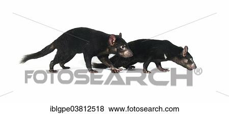 Stock Photo - "Tasmanian Devil (Sarcophilus harrisii), two juveniles". Fotosearch