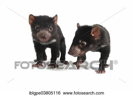Stock Photograph - "Tasmanian Devil (Sarcophilus harrisii), two joeys". Fotosearch