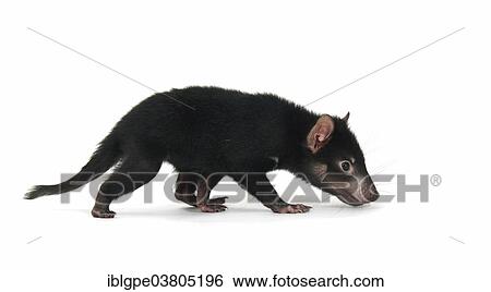 Stock Photograph - "Tasmanian Devil (Sarcophilus harrisii), joey". Fotosearch