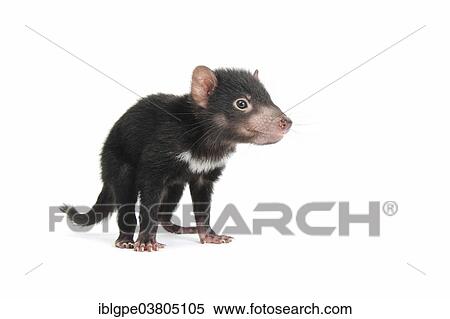 "Tasmanian Devil (Sarcophilus harrisii), joey" View Large Photo Image Stock Photography - "Tasmanian Devil (Sarcophilus harrisii), joey". Fotosearch