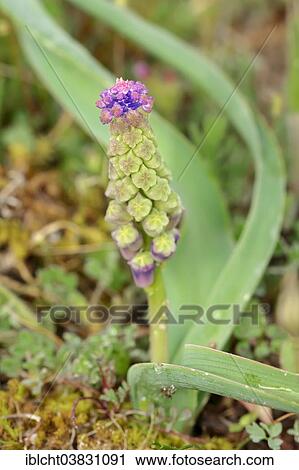Stock Image - "Tassel Hyacinth (Muscari comosum), Provence, Southern France, France, Europe". Fotosearch