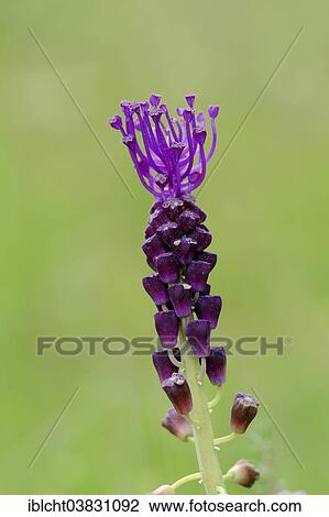 "Tassel Hyacinth (Muscari comosum), Provence, Southern France, France, Europe" View Large Photo Image Stock Image - "Tassel Hyacinth (Muscari comosum), Provence, Southern France, France, Europe". Fotosearch