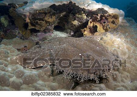 "Tasselled Wobbegong (Eucrossorhinus dasypogon), adult, resting on coral, Penemu Island, Raja Ampat Islands, Four Kings, West Papua, New Guinea, Indonesia, Southeast Asia, Asia" View Large Photo Image Stock Image - "Tasselled Wobbegong (Eucrossorhinus dasypogon), adult, resting on coral, Penemu Island, Raja Ampat Islands, Four Kings, West Papua, New Guinea, Indonesia, Southeast Asia, Asia". Fotosearch