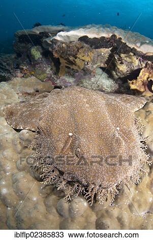 "Tasselled Wobbegong (Eucrossorhinus dasypogon), adult, resting on coral, Penemu Island, Raja Ampat Islands, Four Kings, West Papua, New Guinea, Indonesia, Southeast Asia, Asia" View Large Photo Image Stock Image - "Tasselled Wobbegong (Eucrossorhinus dasypogon), adult, resting on coral, Penemu Island, Raja Ampat Islands, Four Kings, West Papua, New Guinea, Indonesia, Southeast Asia, Asia". Fotosearch