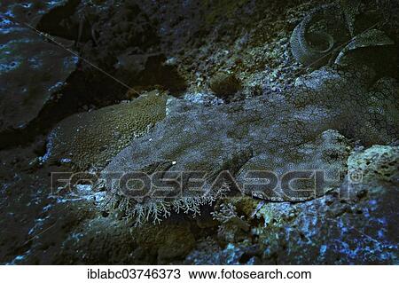 "Tasselled Wobbegong (Eucrossorinus dasypogon), Raja Ampat, West Papua, Indonesia, Asia" View Large Photo Image Stock Image - "Tasselled Wobbegong (Eucrossorinus dasypogon), Raja Ampat, West Papua, Indonesia, Asia". Fotosearch