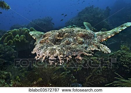 "Tasselled Wobbegong (Eucrossorinus dasypogon), Raja Ampat, West Papua, Indonesia, Asia" View Large Photo Image Stock Photo - "Tasselled Wobbegong (Eucrossorinus dasypogon), Raja Ampat, West Papua, Indonesia, Asia". Fotosearch
