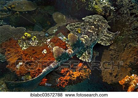 "Tasselled Wobbegong (Eucrossorinus dasypogon), Raja Ampat, West Papua, Indonesia, Asia" View Large Photo Image Stock Photo - "Tasselled Wobbegong (Eucrossorinus dasypogon), Raja Ampat, West Papua, Indonesia, Asia". Fotosearch