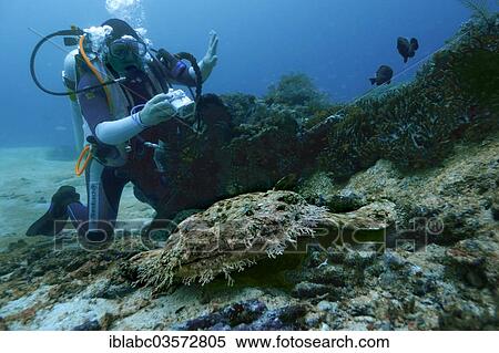 "Tasselled Wobbegong (Eucrossorinus dasypogon) and a scuba diver, Raja Ampat, West Papua, Indonesia, Asia" View Large Photo Image Stock Photography - "Tasselled Wobbegong (Eucrossorinus dasypogon) and a scuba diver, Raja Ampat, West Papua, Indonesia, Asia". Fotosearch