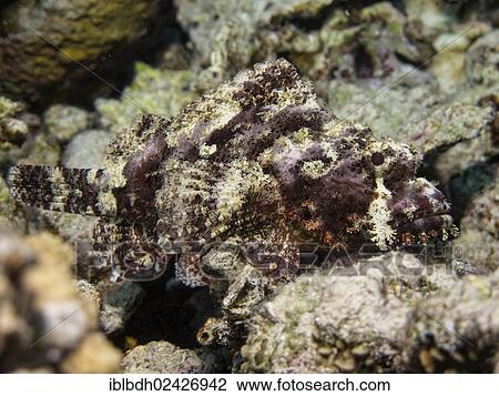 "Tassled Scorpionfish (Scorpaenopsis oxycephala), Mangrove Bay, Red Sea, Egypt, Africa" View Large Photo Image Stock Image - "Tassled Scorpionfish (Scorpaenopsis oxycephala), Mangrove Bay, Red Sea, Egypt, Africa". Fotosearch