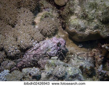 "Tassled Scorpionfish (Scorpaenopsis oxycephala), Mangrove Bay, Red Sea, Egypt, Africa" View Large Photo Image Stock Image - "Tassled Scorpionfish (Scorpaenopsis oxycephala), Mangrove Bay, Red Sea, Egypt, Africa". Fotosearch