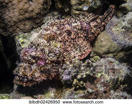 Stock Image - "Tassled Scorpionfish (Scorpaenopsis oxycephala), Mangrove Bay, Red Sea, Egypt, Africa". Fotosearch