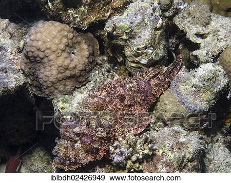 "Tassled Scorpionfish (Scorpaenopsis oxycephala), Mangrove Bay, Red Sea, Egypt, Africa" View Large Photo Image Stock Photo - "Tassled Scorpionfish (Scorpaenopsis oxycephala), Mangrove Bay, Red Sea, Egypt, Africa". Fotosearch