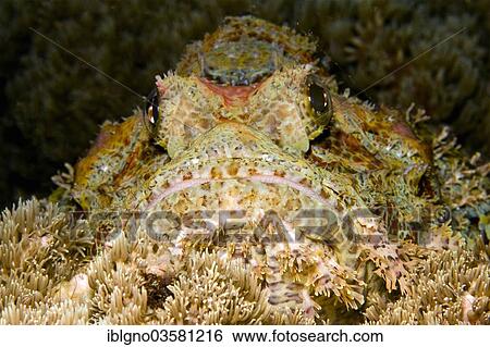 Stock Photograph - "Tassled Scorpionfish (Scorpaenopsis oxycephala), Philippines, Asia". Fotosearch