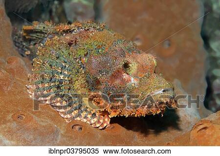 "Tassled Scorpionfish (Scorpaenopsis oxycephala) resting on a sponge, UNESCO World Heritage Site, Great Barrier Reef, Australia, Pacific Ocean, Oceania" View Large Photo Image Stock Photography - "Tassled Scorpionfish (Scorpaenopsis oxycephala) resting on a sponge, UNESCO World Heritage Site, Great Barrier Reef, Australia, Pacific Ocean, Oceania". Fotosearch