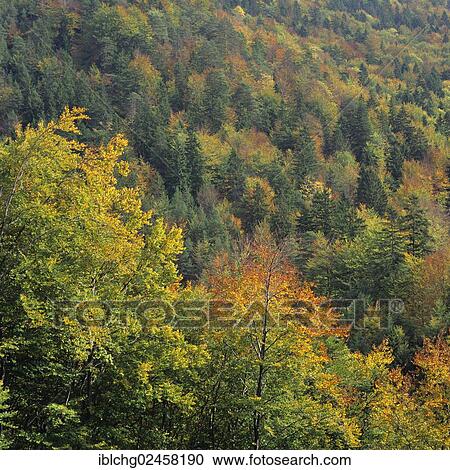 "Tatras forest in autumn, Czech Republic, Europe" View Large Photo Image Stock Image - "Tatras forest in autumn, Czech Republic, Europe". Fotosearch