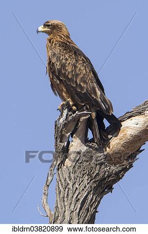 "Tawny eagle (Aquila rapax), Chobe Riverfront, Chobe National Park, Botswana, Africa" View Large Photo Image Stock Photo - "Tawny eagle (Aquila rapax), Chobe Riverfront, Chobe National Park, Botswana, Africa". Fotosearch
