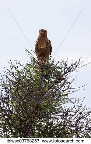"Tawny eagle (Aquila rapax), Etosha National Park, Namutoni, Namibia, Africa" View Large Photo Image Stock Photo - "Tawny eagle (Aquila rapax), Etosha National Park, Namutoni, Namibia, Africa". Fotosearch