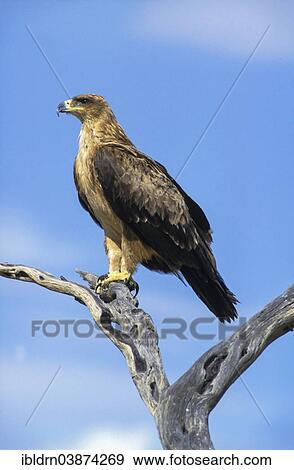 Stock Photo - "Tawny Eagle (Aquila rapax), Kgalagadi Transfrontier Park, North Cape, South Africa, Africa". Fotosearch