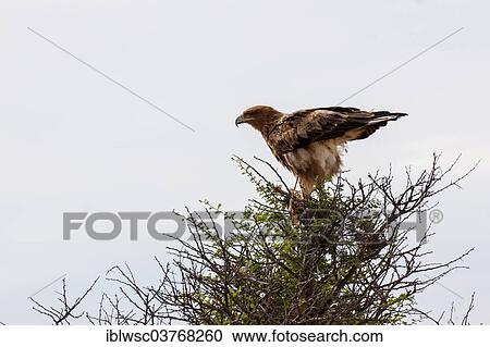 Stock Image - "Tawny eagle (Aquila rapax), Etosha-Nationalpark, Namutoni, Namibia, Africa". Fotosearch