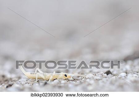 Stock Image - "Tawny Earwig or Giant Earwig (Labidura riparia), in a former open-cast mine near Finsterwalde, Brandenburg, Germany, Europe". Fotosearch
