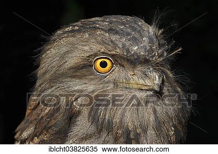 Stock Photography - "Tawny Frogmouth (Podargus strigoides), portrait, native to Australia, captive, Germany, Europe". Fotosearch