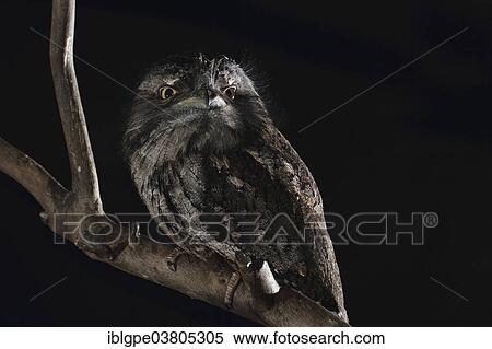 Tawny Frogmouth (Podargus strigoides) View Large Photo Image Stock Photography - Tawny Frogmouth (Podargus strigoides). Fotosearch