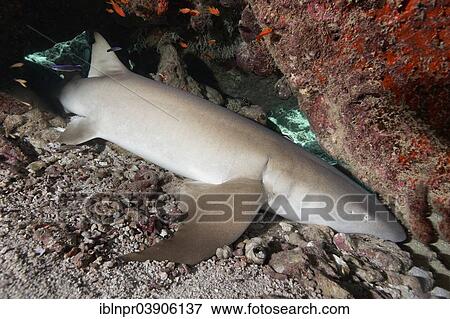 "Tawny Nurse Shark (Nebrius ferrugineus), asleep, hiding under coral block, Lhaviyani Atoll, Indian Ocean, Maldives, Asia" View Large Photo Image Stock Photo - "Tawny Nurse Shark (Nebrius ferrugineus), asleep, hiding under coral block, Lhaviyani Atoll, Indian Ocean, Maldives, Asia". Fotosearch