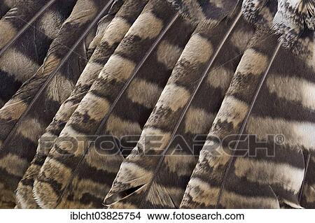 Picture - "Tawny Owl or Brown Owl (Strix aluco), plumage detail, captive, Germany, Europe". Fotosearch