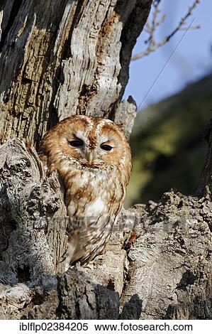"Tawny Owl (Strix aluco), adult, roosting outside tree hole during daytime, Warwickshire, England, United Kingdom, Europe" View Large Photo Image Stock Photography - "Tawny Owl (Strix aluco), adult, roosting outside tree hole during daytime, Warwickshire, England, United Kingdom, Europe". Fotosearch