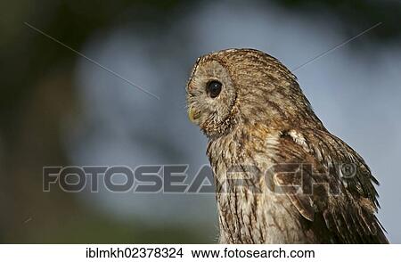 "Tawny Owl (Strix aluco), captive, Hesse, Germany, Europe" View Large Photo Image Picture - "Tawny Owl (Strix aluco), captive, Hesse, Germany, Europe". Fotosearch