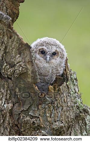 "Tawny Owl (Strix aluco), chick, at nesthole entrance, England, United Kingdom, Europe" View Large Photo Image Stock Photo - "Tawny Owl (Strix aluco), chick, at nesthole entrance, England, United Kingdom, Europe". Fotosearch