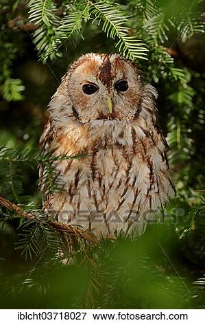 Stock Photo - "Tawny Owl (Strix aluco), North Rhine-Westphalia, Germany, Europe". Fotosearch